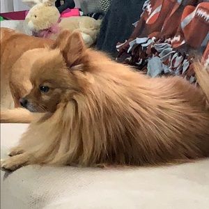 Meet your Posher, Llindsey